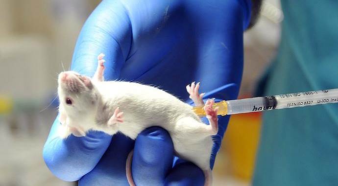 Transgenik fare ile tam insan antikoru tabanlı ilaç üretimi
