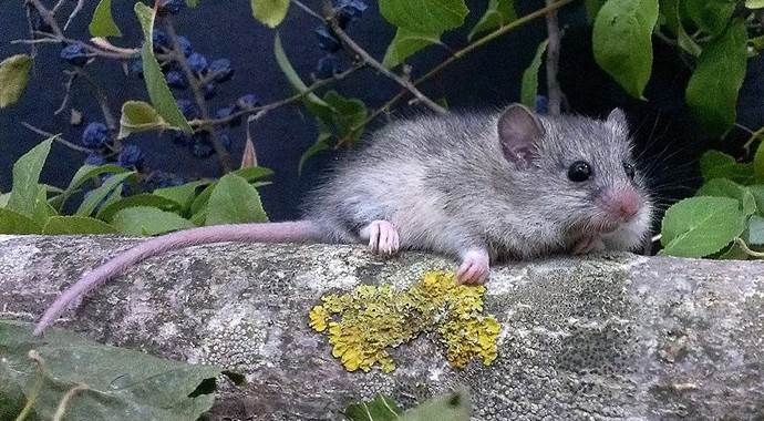 Nesli tükenen fare türü için seferberlik
