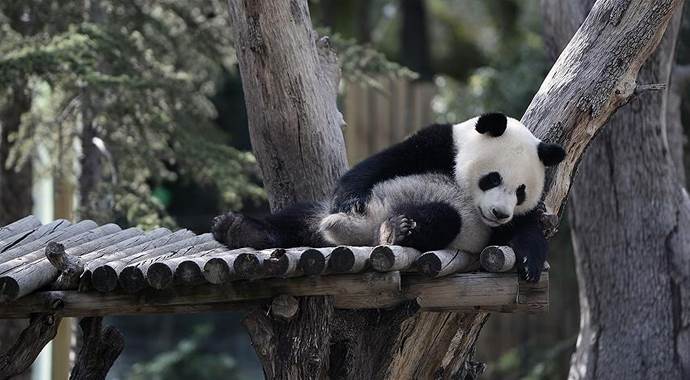 Çinli bilim adamları pandaların dilini çözdü