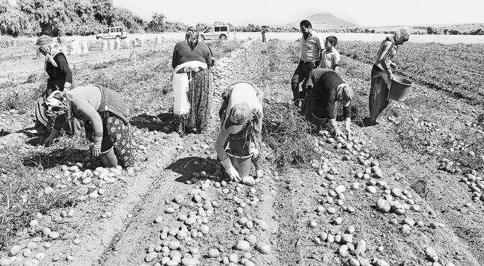GÜBRETAŞ&#039;ın süper tohumu patateste verimi ikiye katladı
