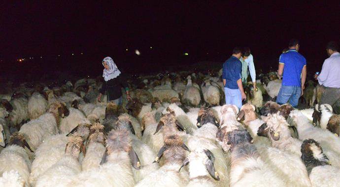 Zehirli yem yüzünden 300 koyun telef oldu
