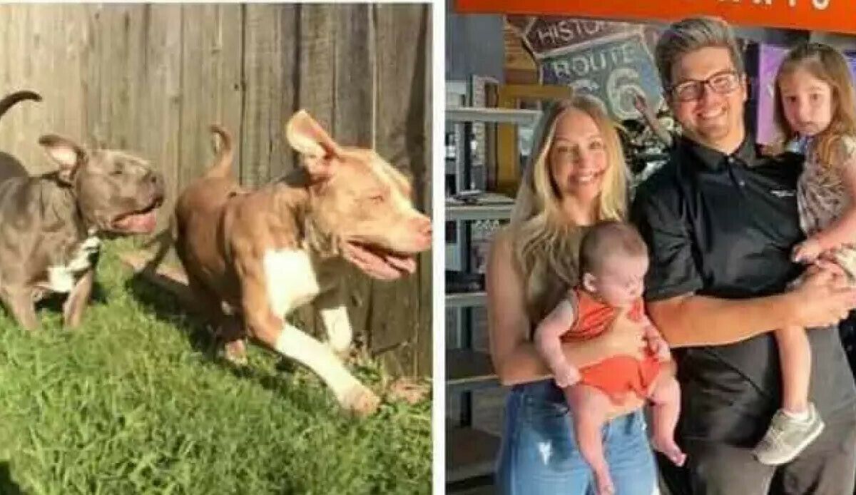 8 yıldır baktıkları pitbull köpek aileye facia yaşattı: 2 çocuğu öldürdü, anneyi ağır yaraladı