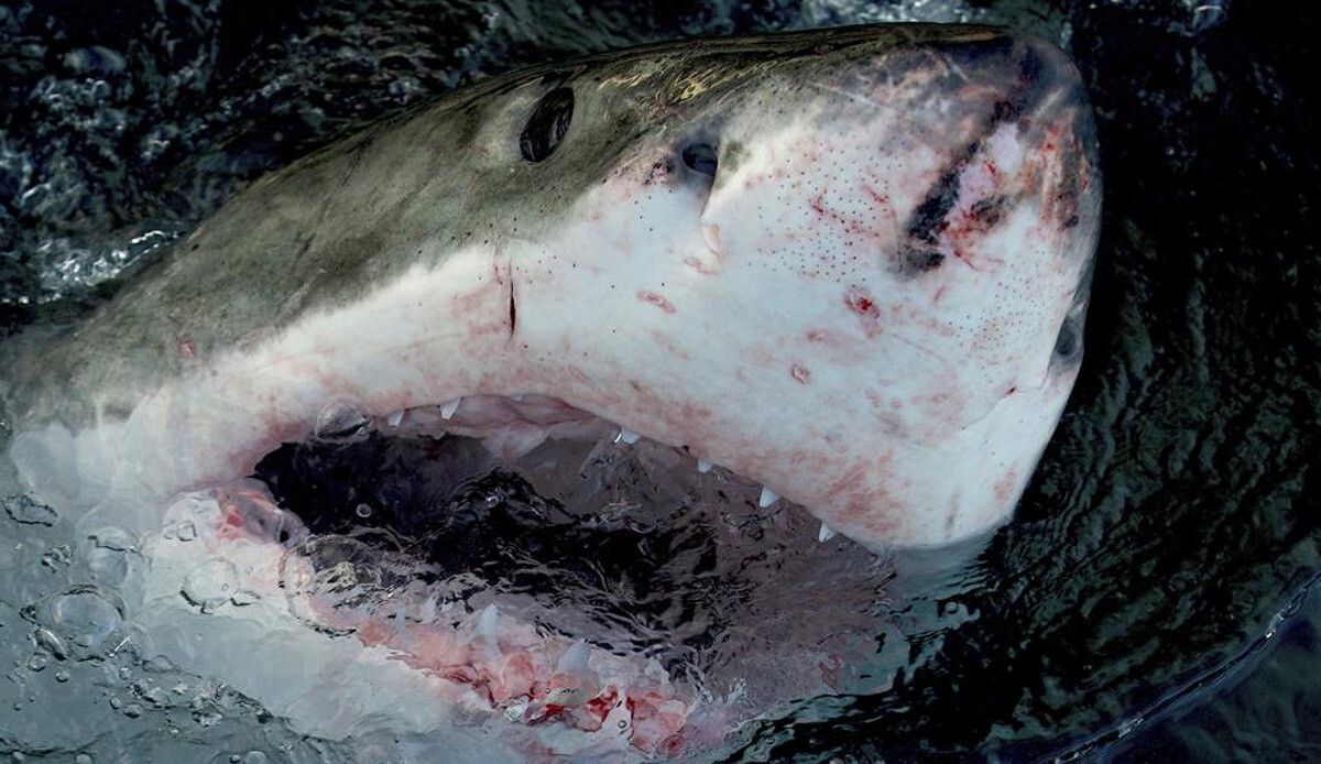 5 metrelik büyük beyaz köpek balığı dehşeti yaşattı: Balıkçının gözleri önünde dalgıcın kafasını kopardı