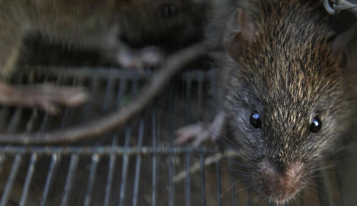2 milyon farenin görüldüğü Dünya metropolü New York&#039;a fare sorumlusu atandı
