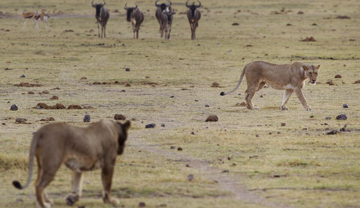 Kenya&#039;da koruma çabalarına darbe: Altı aslan öldürüldü