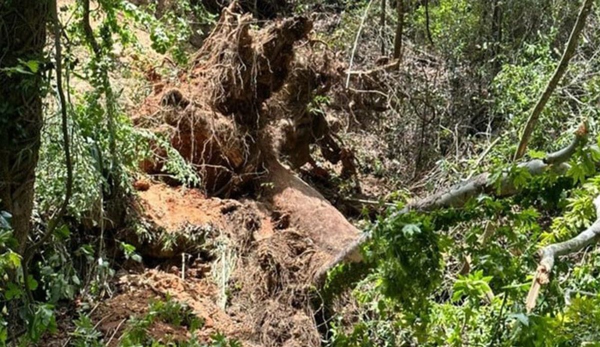 Muğla&#039;da üzerine ağaç devrilen Rus turist hayatını kaybetti