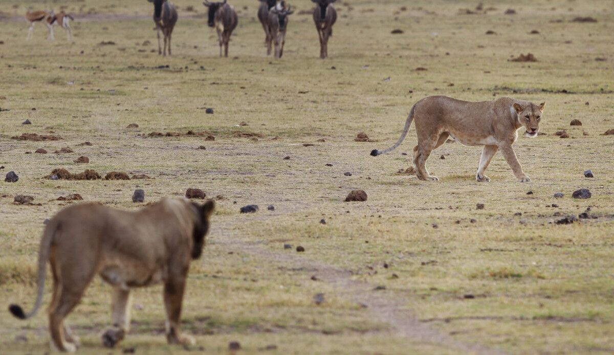 Kenya’da aç kalan aslanlar yerleşim yerlerine saldırdı! Köylüler canlarından bezdi