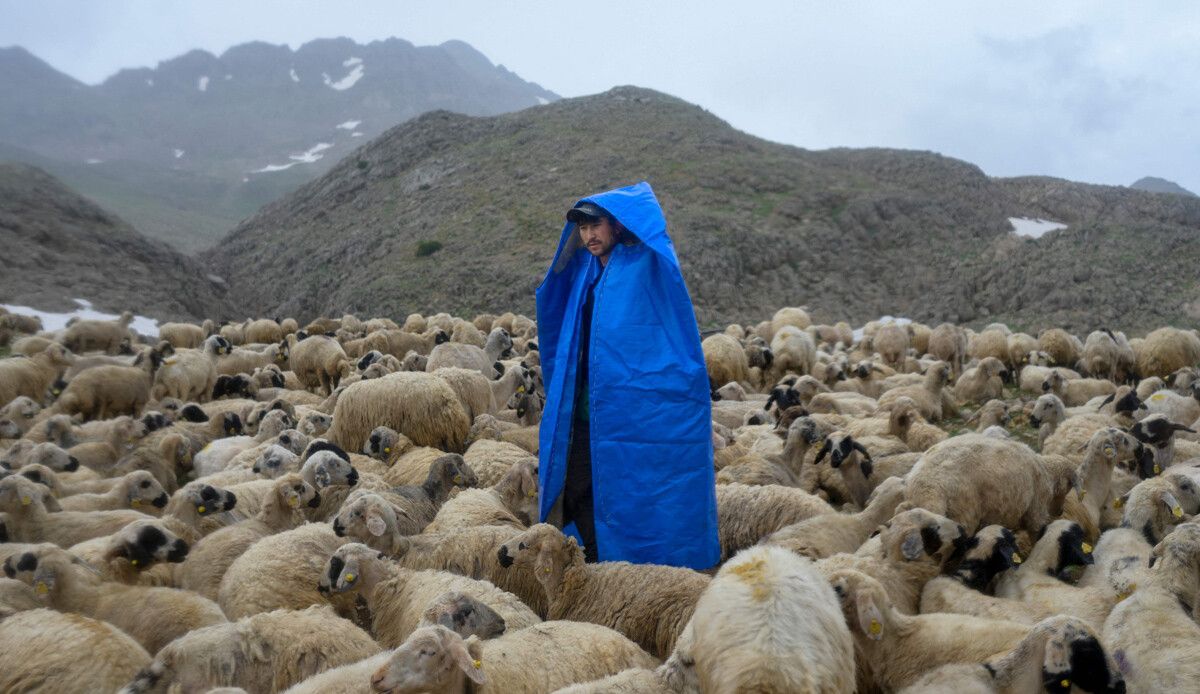 Afgan çoban çalıştıran ‘kaçakçılık’tan yargılanacak