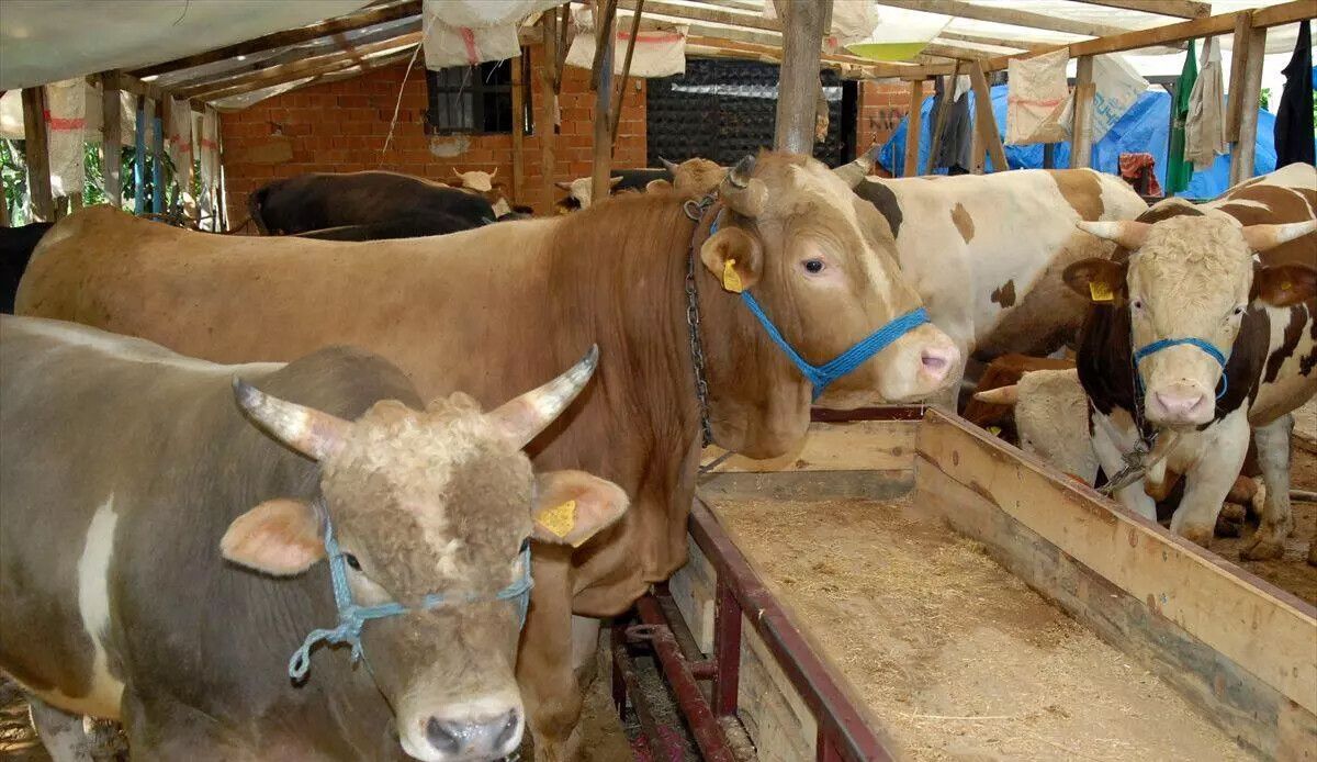 Son Dakika! Tarım Bakanı Yumaklı üreticilere müjdeyi verdi: Satılmayan kurbanlık hayvanları ESK alacak