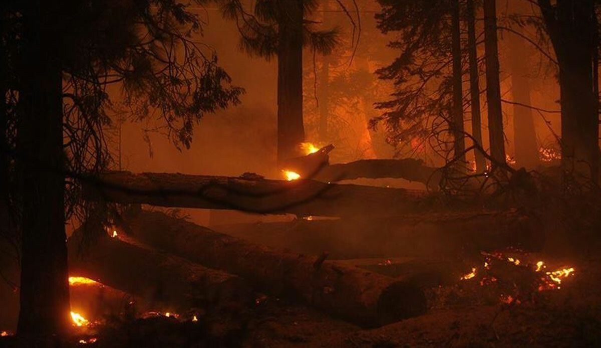 Cezayir&#039;de orman yangınları devam ediyor: Can kaybı 34&#039;e yükseldi