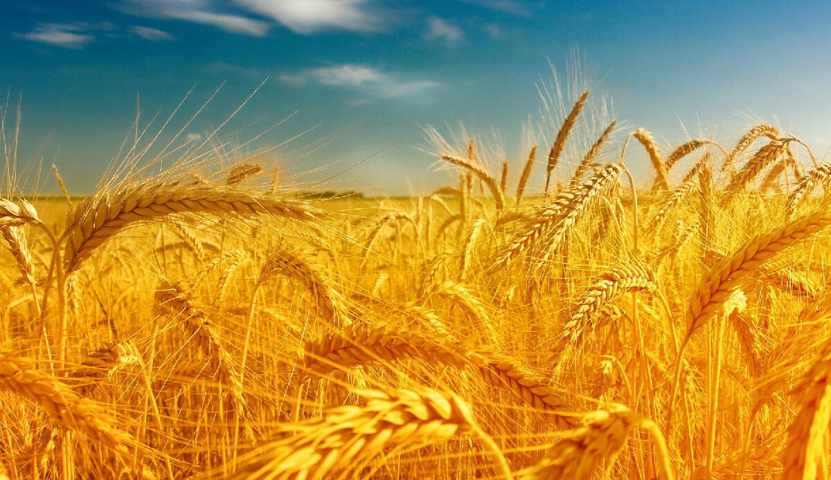 Rusya vurdu, tahıl fiyatları uçtu: Buğday son 5 ayın zirvesinde