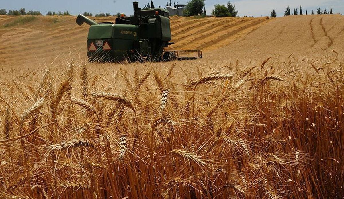 Çiftçi tarladan dert biçti: Buğday, tüccarın insafına kaldı