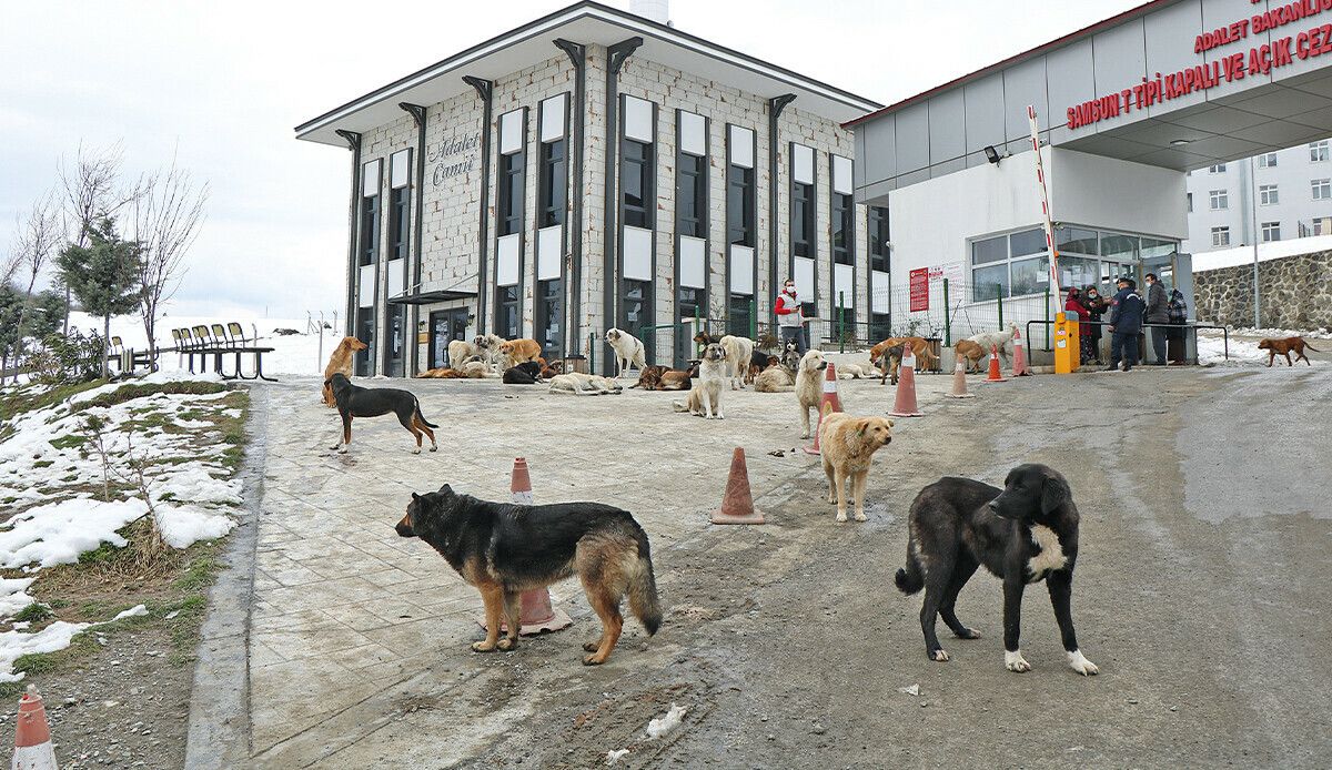 Sokak köpekleri dünyanın derdi: Türkiye&#039;deki tehlike turisti kaçırıyor