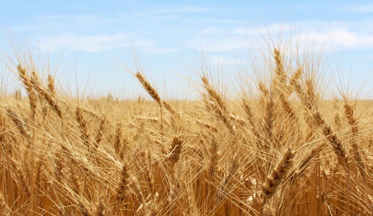 Kazakistan&#039;dan tahıl ithalatı kararı: 6 ay süre verildi