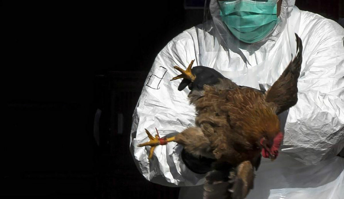 Avrupa’da kuş gribi alarmı: 70 bin hayvan itilaf edildi