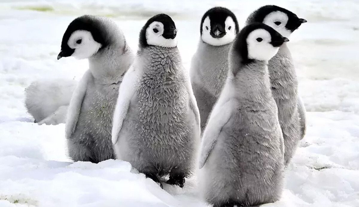 Antarktika&#039;da binlerce penguen buz kırılmasında korkunç şekilde öldü