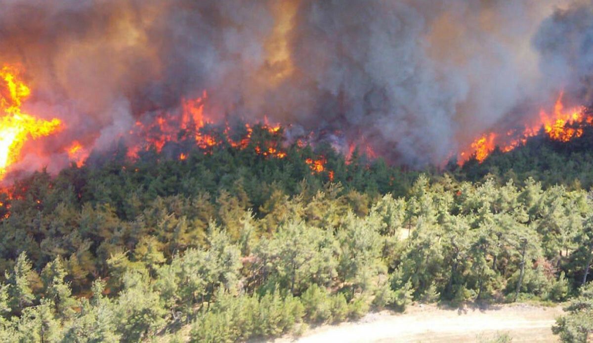 Bilecik&#039;te orman yangını! Onlarca dönüm alan tahrip oldu