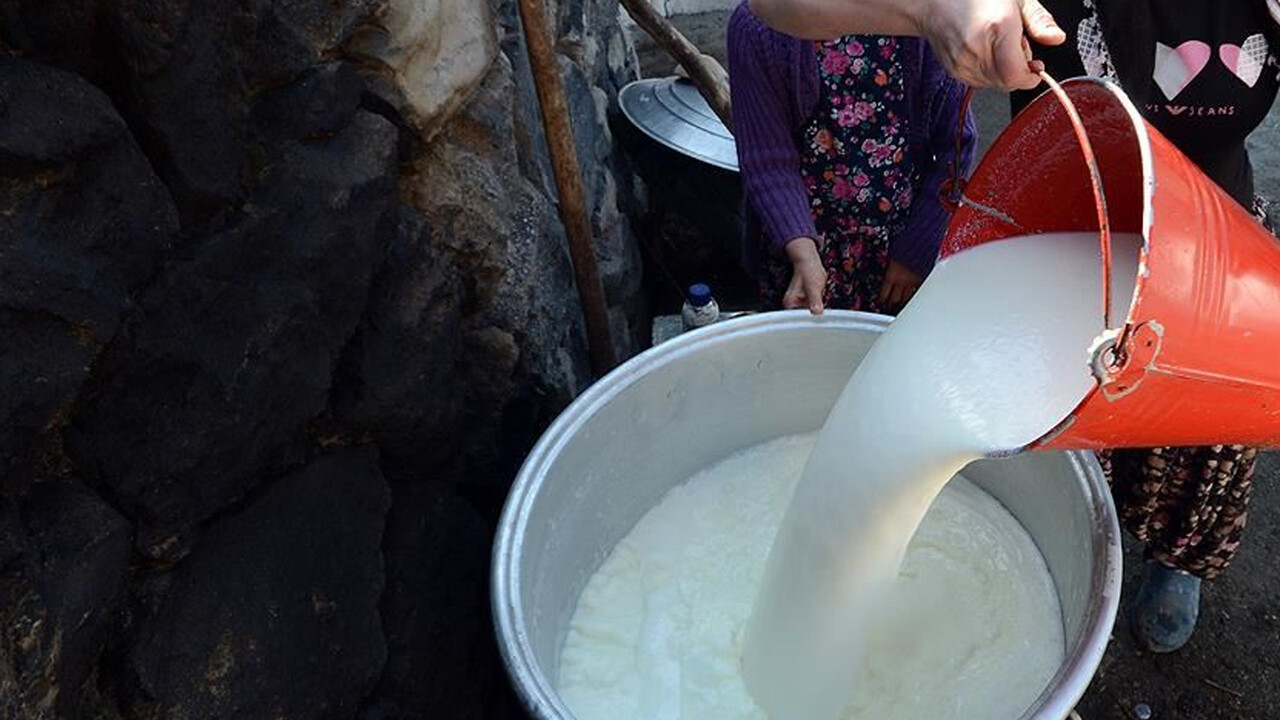 Türkiye&#039;de toplanan inek sütü miktarı azaldı! Peynir, ayran ve yoğurt üretimi arttı