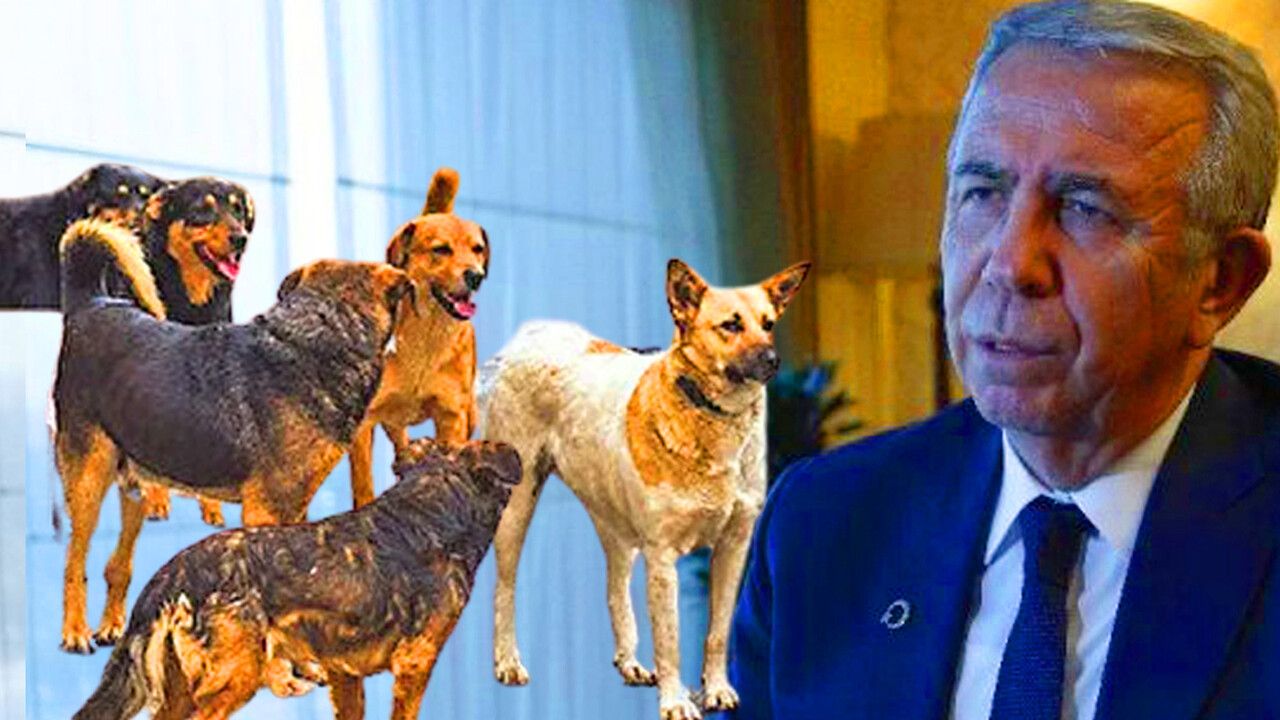 Sokak köpekleri Mansur Yavaş’ı da çaresiz bıraktı: Hayvanseverler köpekleri toplamaya giden ekipleri taşladı