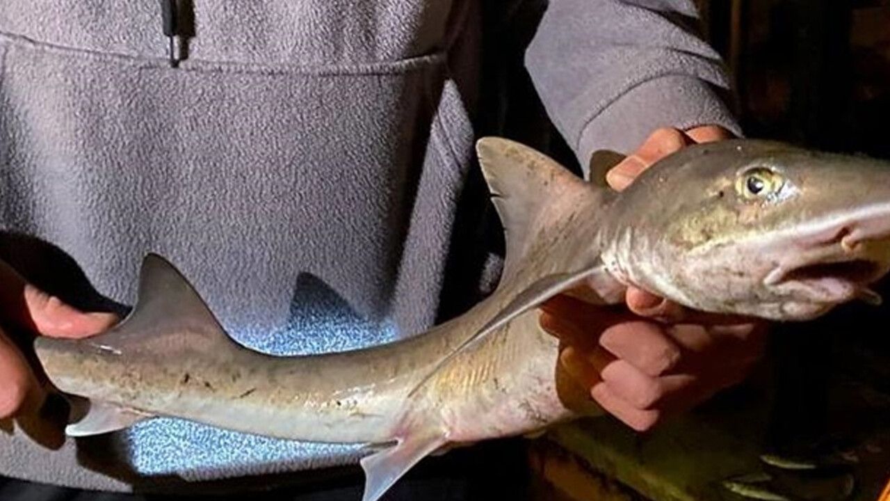 Üsküdar&#039;da yavru köpek balığı oltaya takıldı