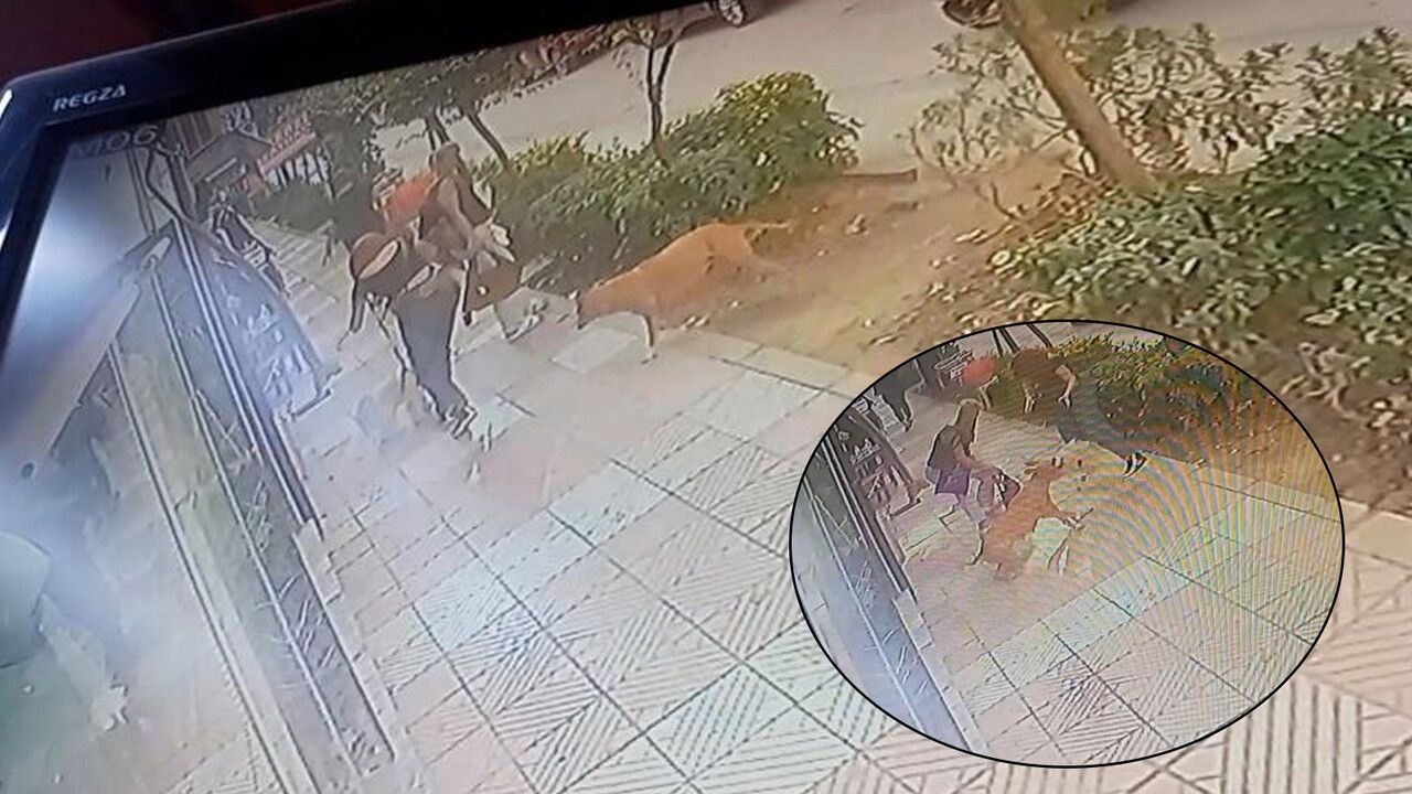 Başıboş pitbull terörü! Önce sahipli köpeğe ardından anne ve kıza saldırdı