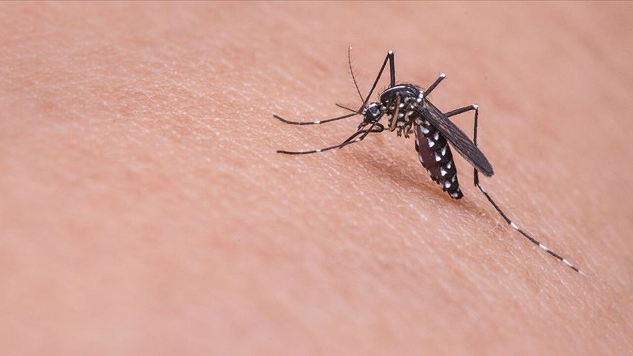 KKTC&#039;de virüs alarmı! Sivrisineklerden bulaşıyor