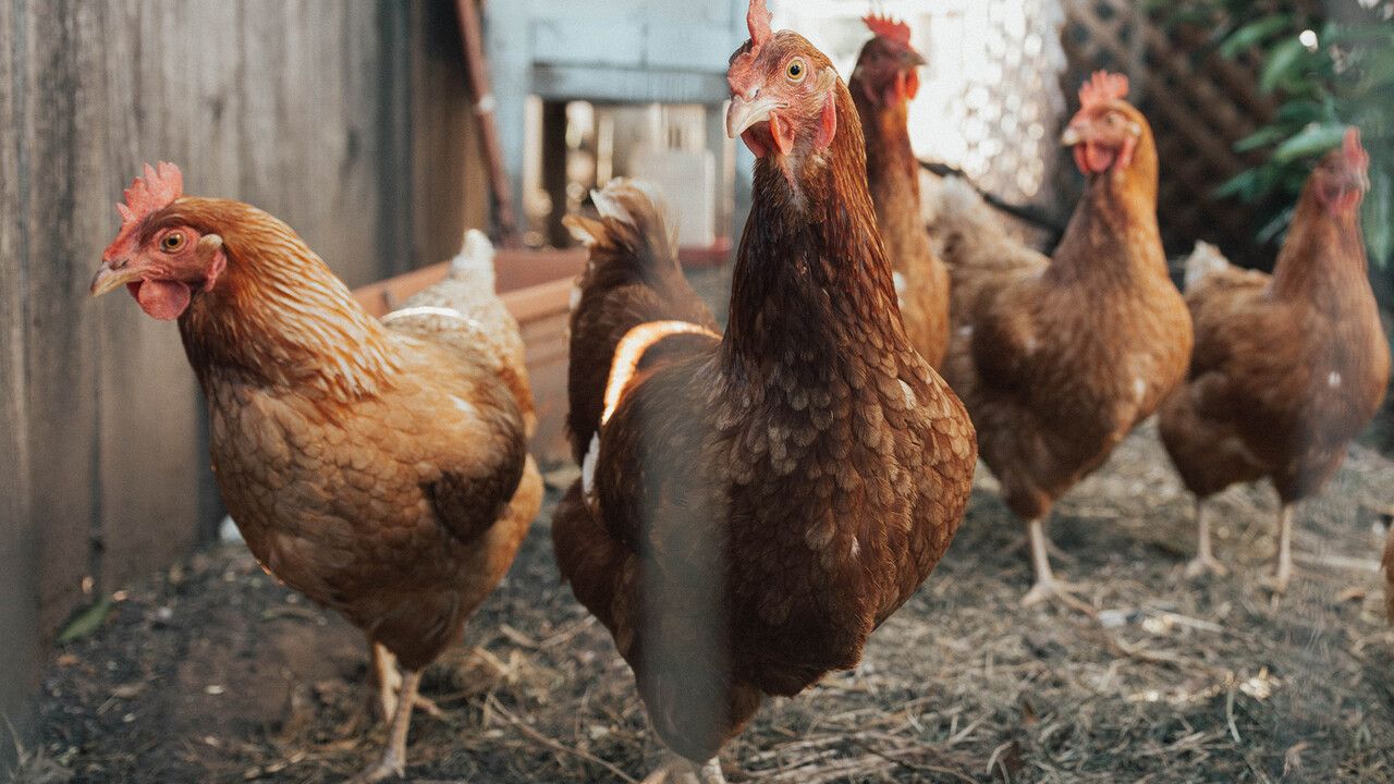 Genetiği değiştirilen tavuklar kuş gribine dirençli hale geldi