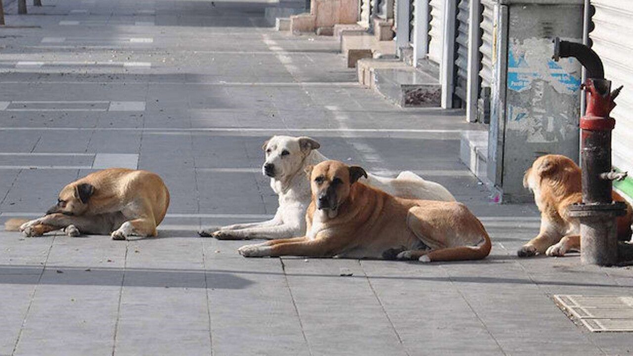 En çok şikayet edilen konu: Vatandaşın derdi sokak köpekleri