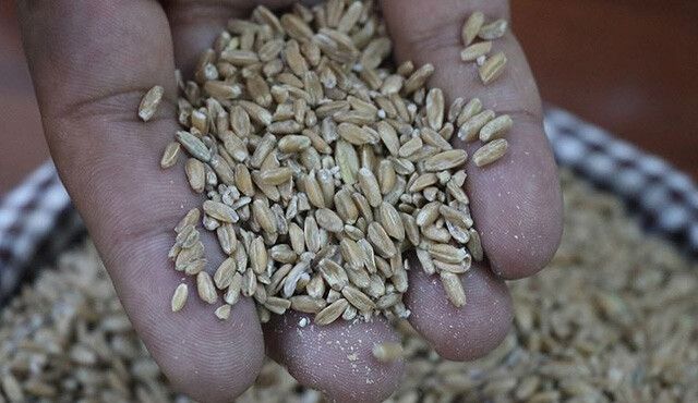 Binlerce çiftçiye ilaç gibi destek! 595 ton sertifikalı buğday tohumu dağıtıldı,  yüzde 75&#039;e kadar hibe desteği var