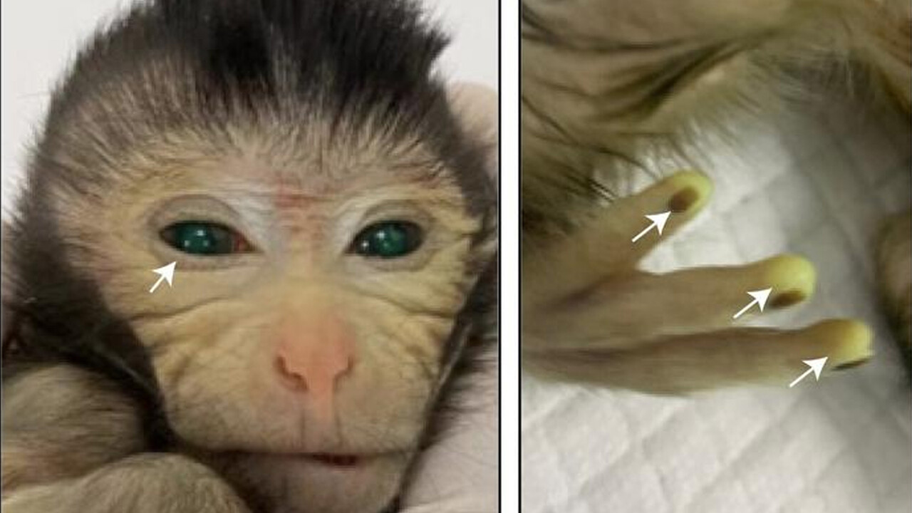 Bilim dünyasında ilk! Çin&#039;de maymun kimerası doğdu: Gözleri yeşil, parmak uçları sarı