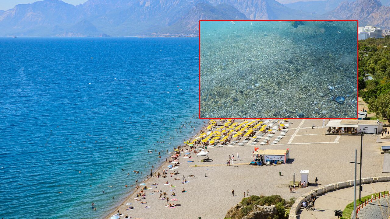 Antalya sahilde denizin altındaki görüntü korkuttu: Çekirdek kabukları tabaka oluşturdu