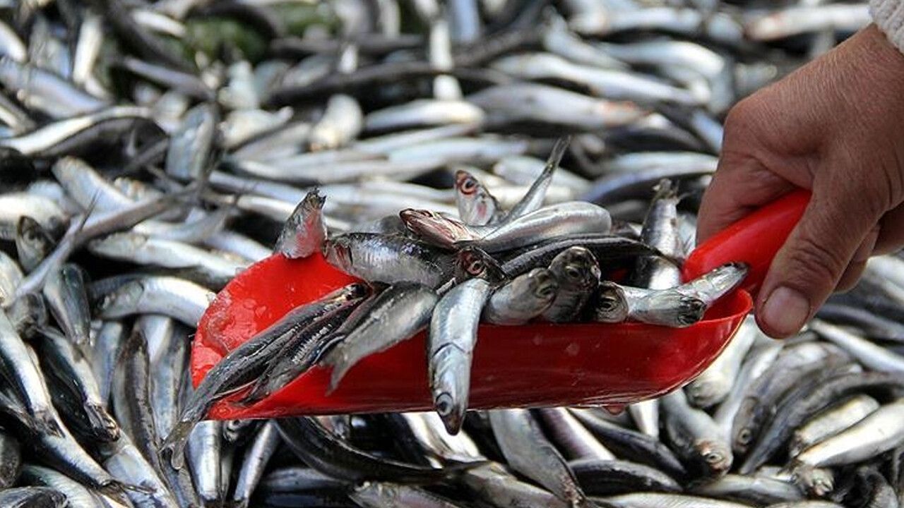 Marmara Denizi’nde korkutan değişim: Mevcut av yasaklarımız 15 Ekim&#039;de başlamalı