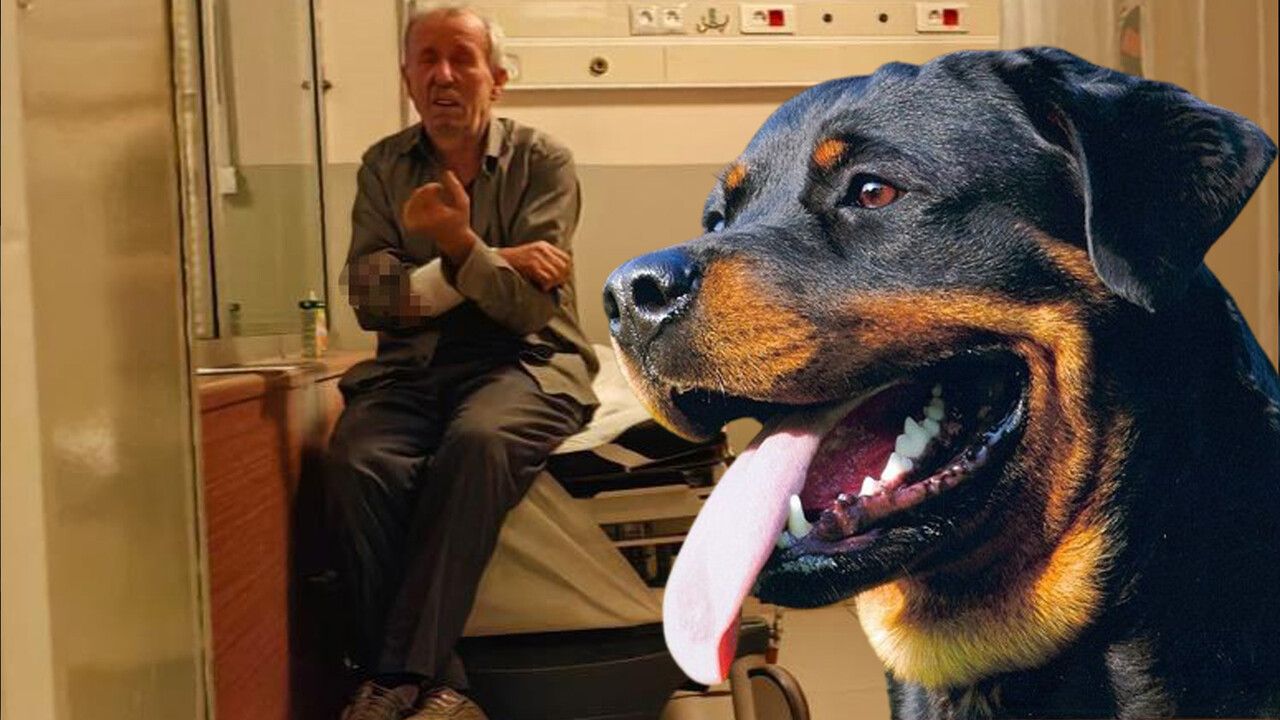 Rottweiler cinsi köpek sahibinin kolunu parçaladı, kanlar içinde bıraktı