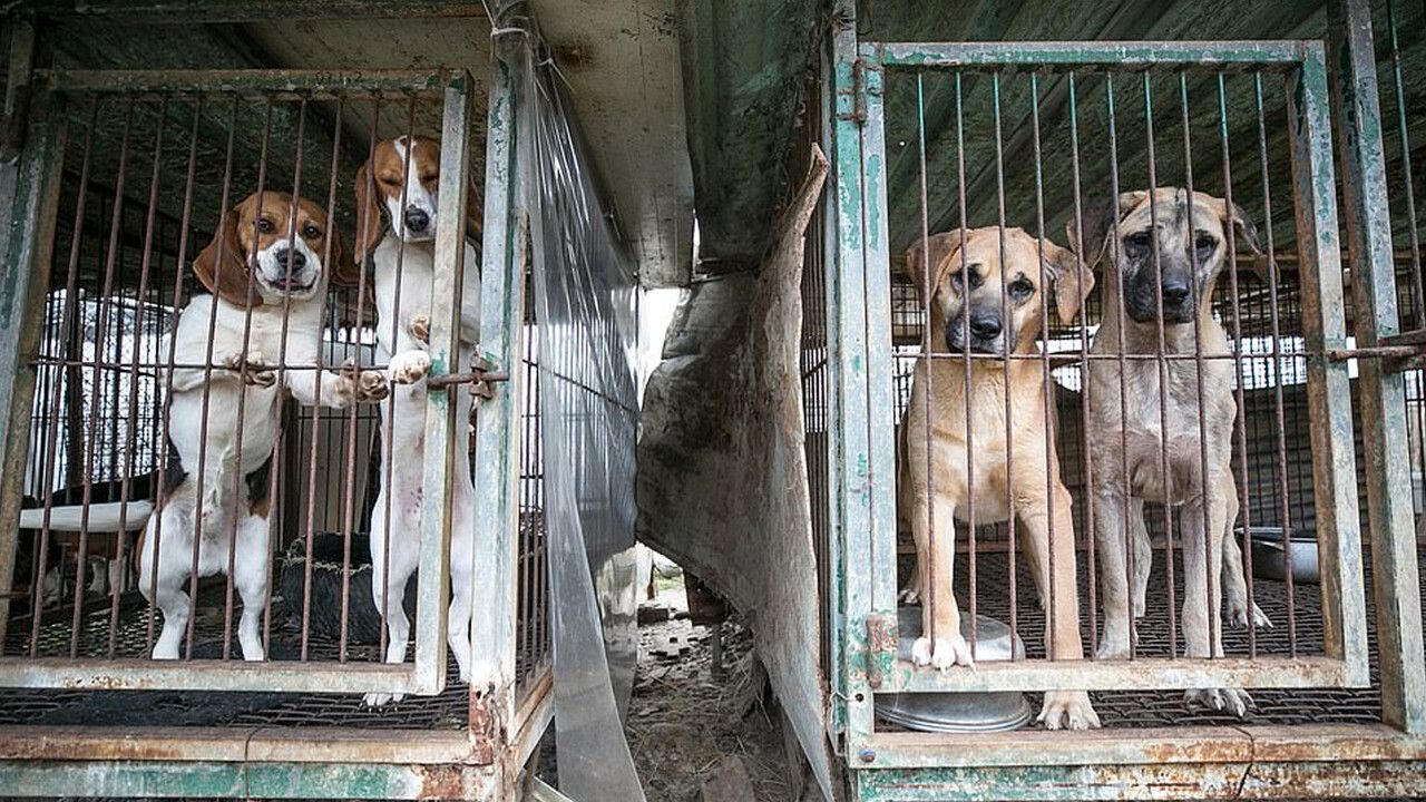Güney Kore&#039;de köpek eti yemek &#039;artık&#039; yasak