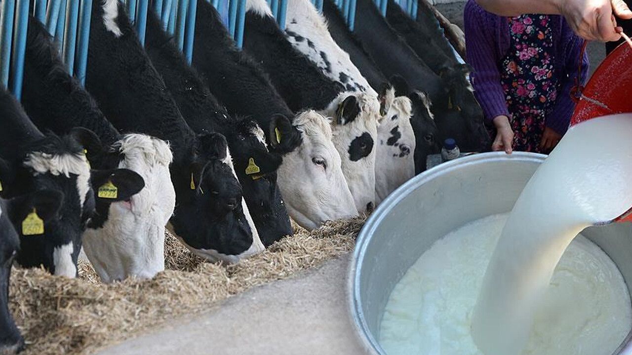 Süt üreticileri fiyatlara tepki gösterip, isyan bayrağını çekti: İnekleri kestireceğiz, sütçü diye bir şey kalmayacak