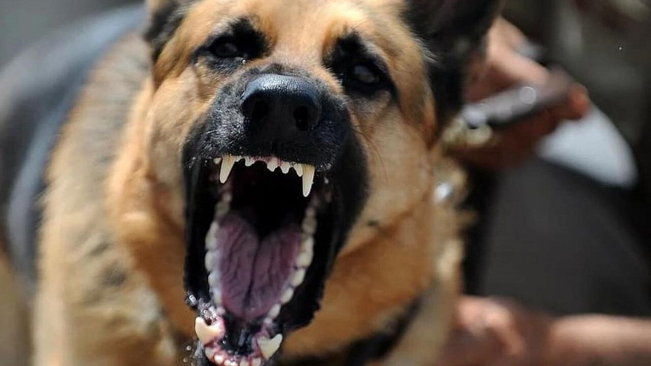 Torununu ziyaret ederken sokak köpekleri saldırdı! 68 yaşındaki kadın hayatını kaybetti