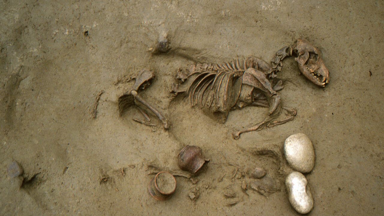 2000 yıllık mezarlıktan hayvan dostluğu çıkıyor