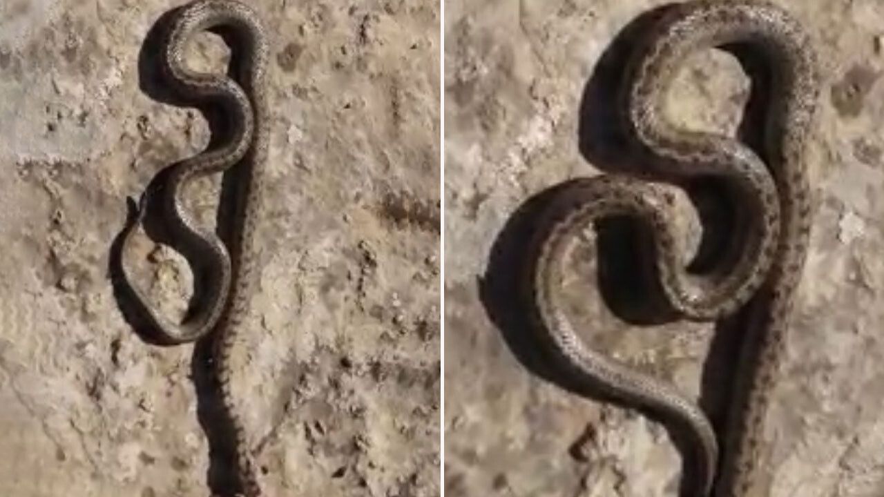 Siirt&#039;te kış ayında 1 metre uzunluğunda yılan görüldü! Uzmanlardan uyarı gecikmedi