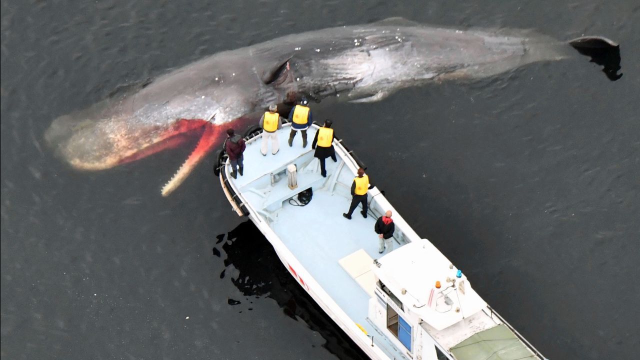 Japonya&#039;de balina ölüsü iskeleti için gömülecek