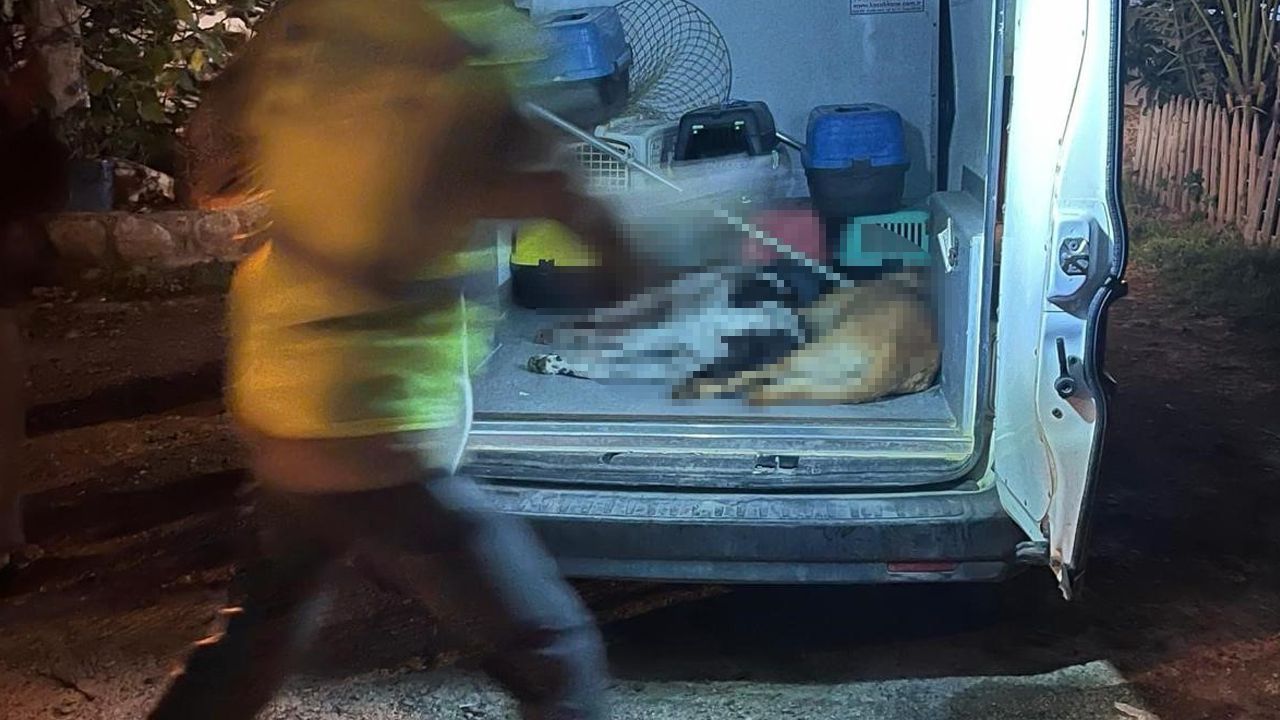 Bodrum&#039;da hayvan katliamı: Kedi ve köpekleri zehirlediler
