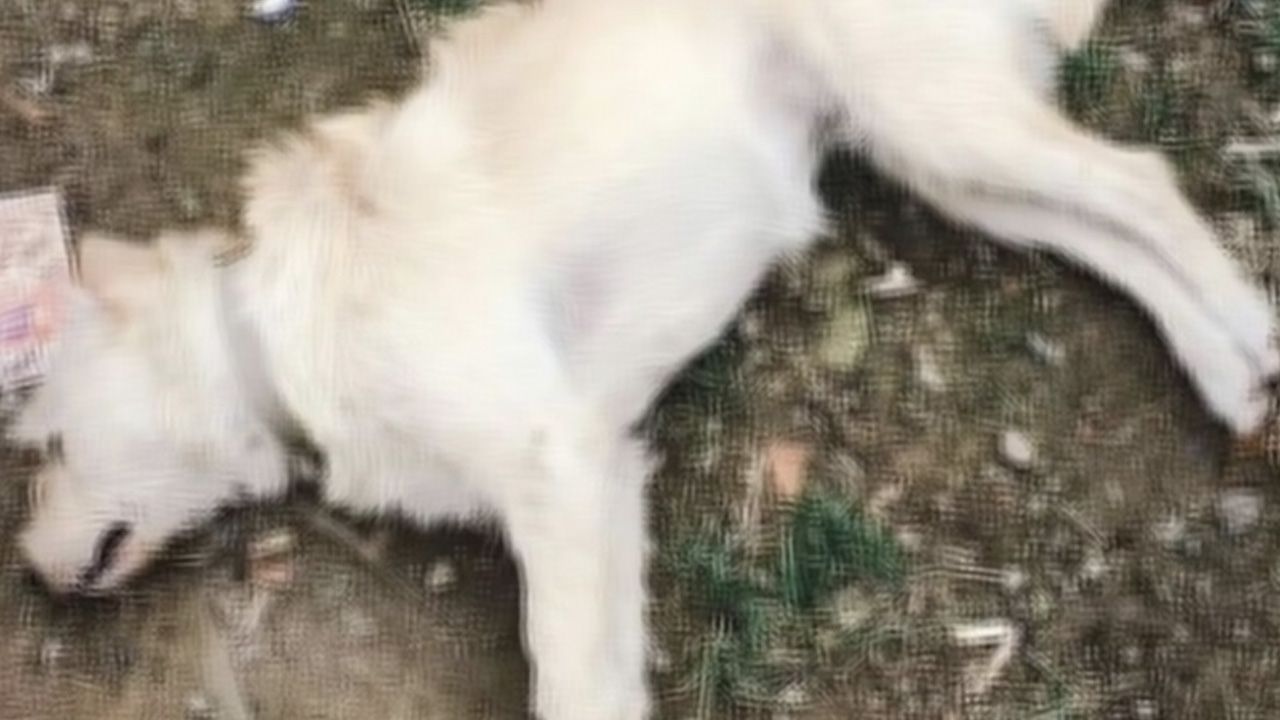 Çanakkale&#039;de 14 köpek zehirlenerek öldürüldü