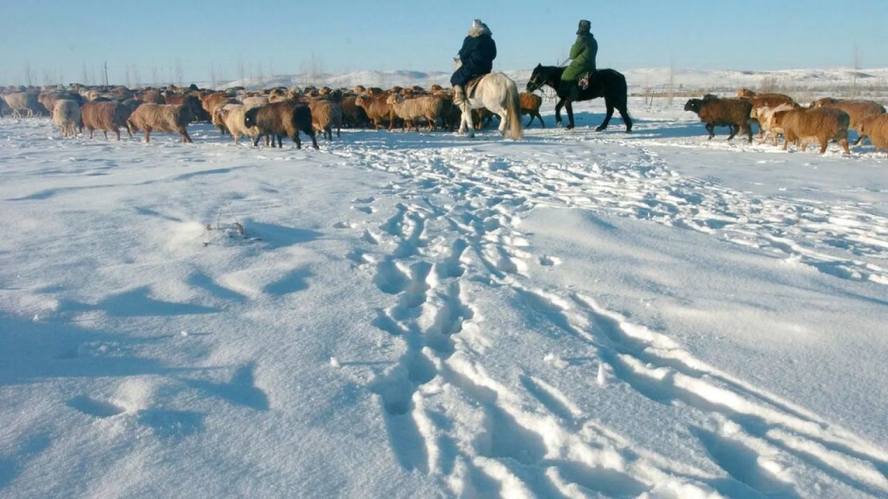 Moğolistan&#039;ı &#039;Dzud&#039; vurdu, 2 milyondan fazla hayvan donarak öldü