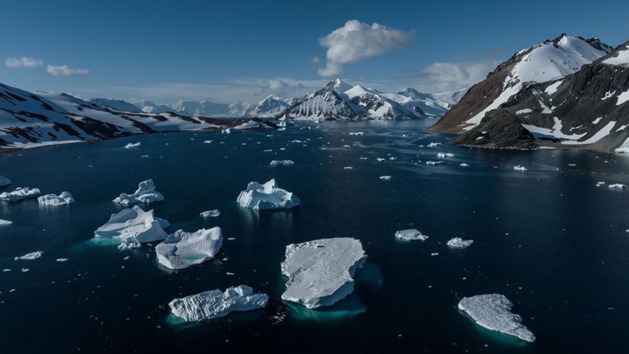 Ölen kutup martıları incelendi, Antarktika&#039;da ilk kez kuş gribine rastlandı