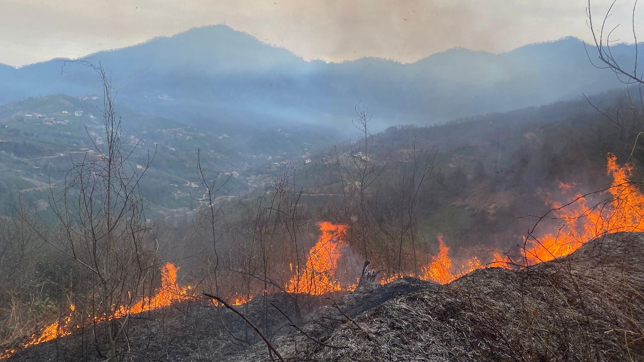 Artvin&#039;de orman yangını: 1 hektarlık alan kül oldu