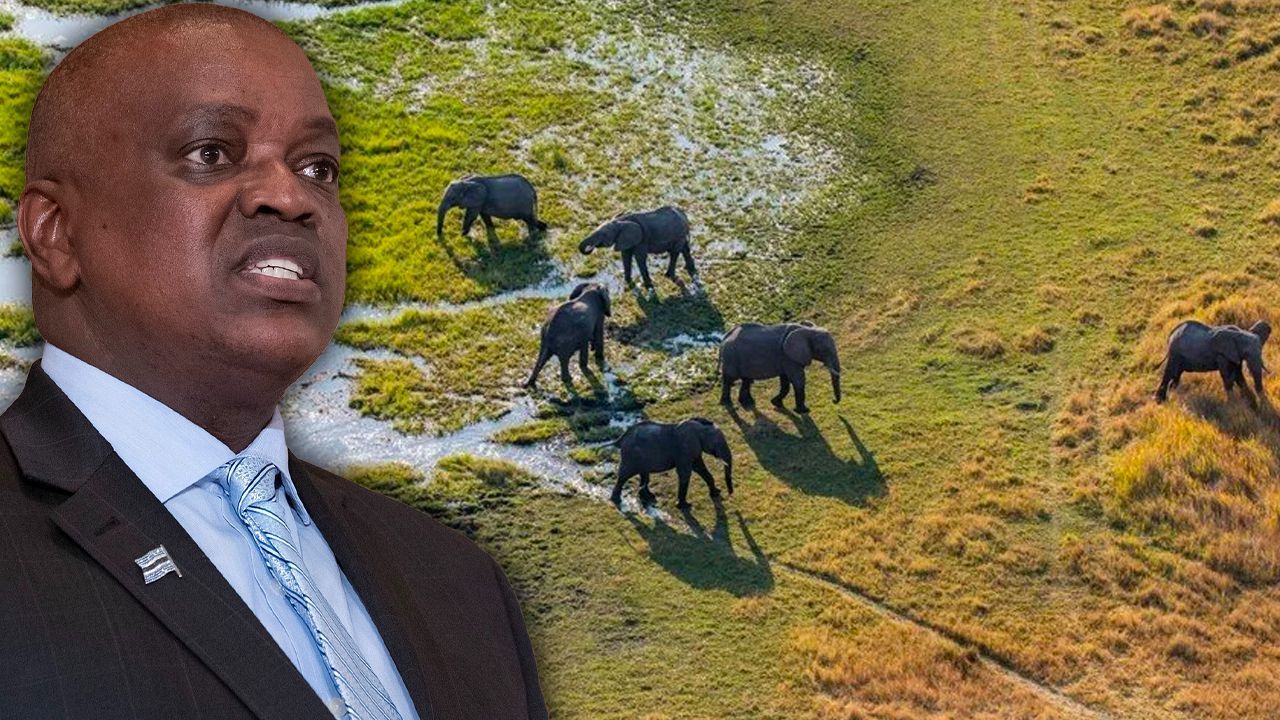 Botsvana Devlet Başkanı: Almanya’ya 20 bin fil gönderirim, şakam yok!