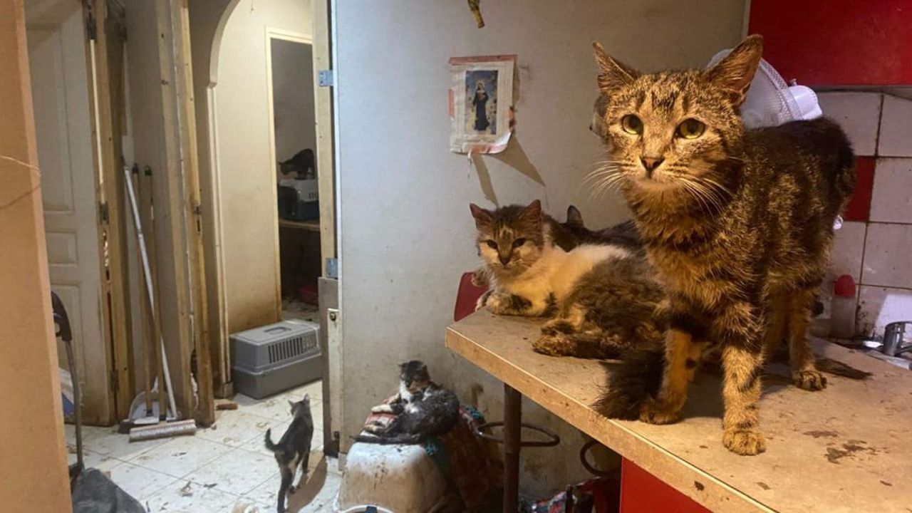 Bir evde 160 kedi besleyen Fransız çiftin evcil hayvan beslemesi yasaklandı