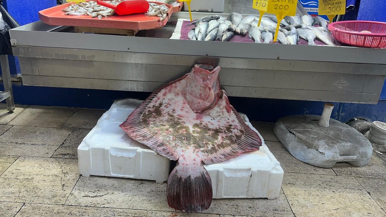 Sinop açıklarında tutulan dev kalkan balığı tam 11.5 kilogram