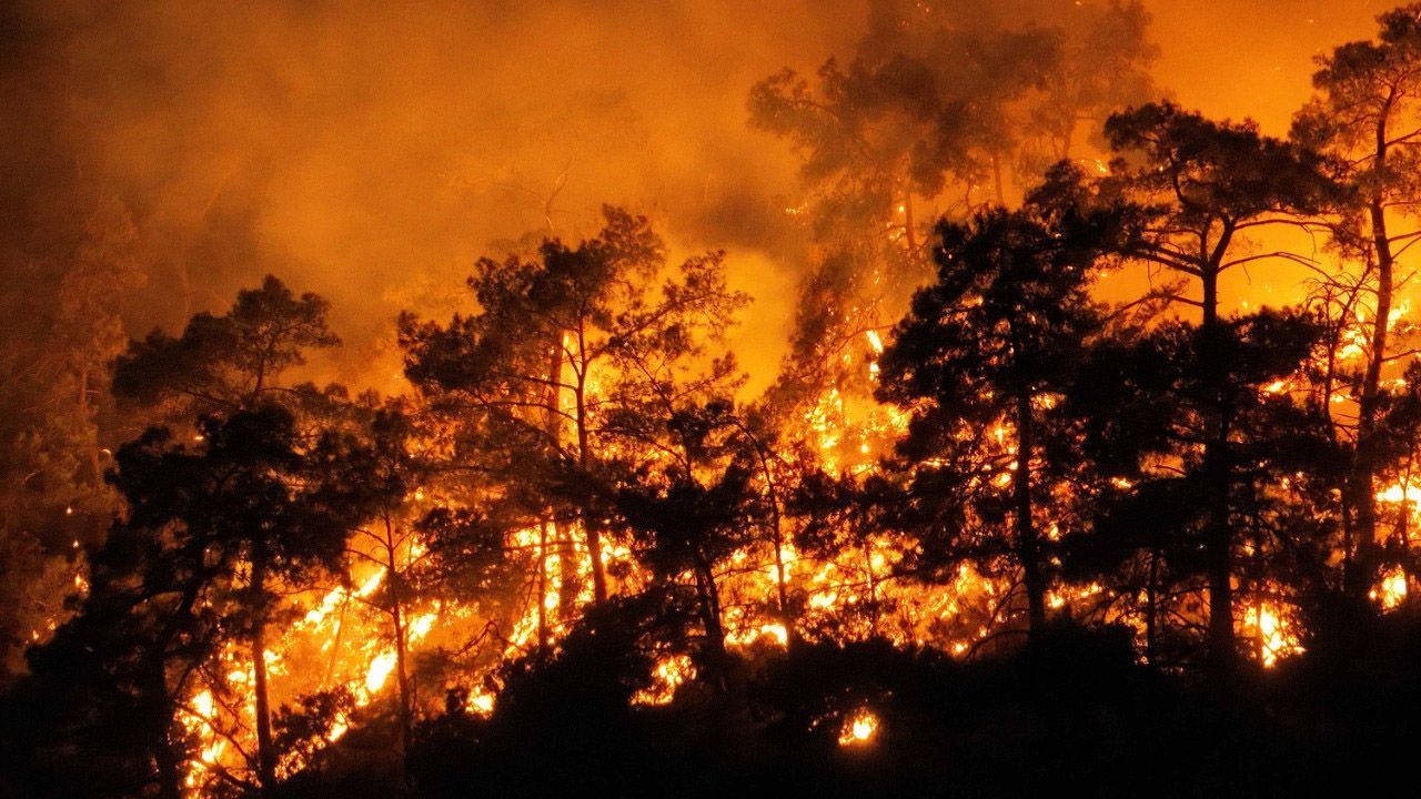 Yalova&#039;da sıcak saatler! Termal&#039;de orman yangını çıktı, vali son durumu açıkladı