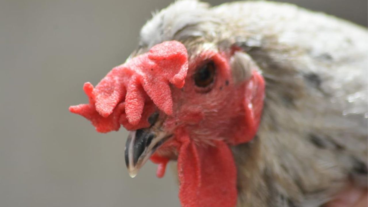 Türkiye’de benzeri yok! Sağ tarafı tavuk, sol tarafı horoz - Yaşam