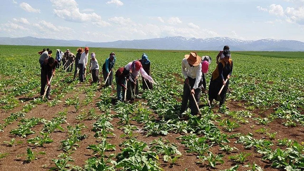 Mevsimlik tarım işçilerinin çalışma şartları düzeltiliyor! Yeni düzenleme Resmi Gazete'de - Gündem